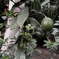 фото из отзыва ID 2645263