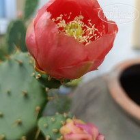 фото из отзыва ID 2645403