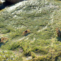 фото из отзыва ID 2646251