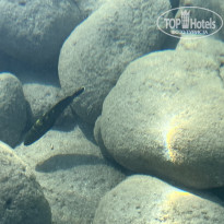 фото из отзыва ID 2646251