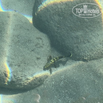 фото из отзыва ID 2646251