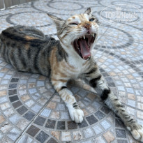 фото из отзыва ID 2646251