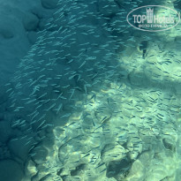 фото из отзыва ID 2646251