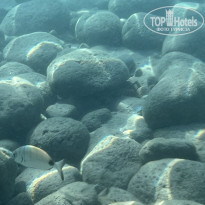 фото из отзыва ID 2646251