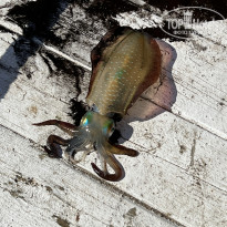 фото из отзыва ID 2646251