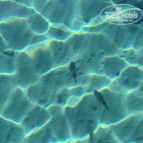 фото из отзыва ID 2646251