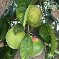 фото из отзыва ID 2646251