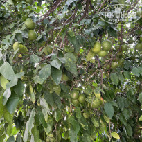 фото из отзыва ID 2646251