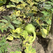 фото из отзыва ID 2646251