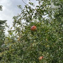 фото из отзыва ID 2646251