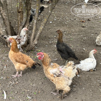 фото из отзыва ID 2646251