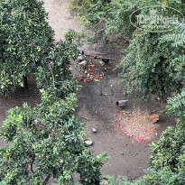 фото из отзыва ID 2646251