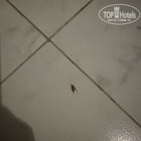 фото из отзыва ID 2646467