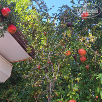 фото из отзыва ID 2646570