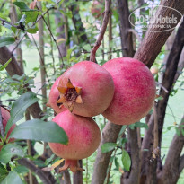 фото из отзыва ID 2646570