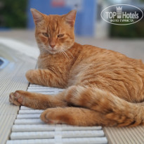 фото из отзыва ID 2646570