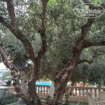 фото из отзыва ID 2646621