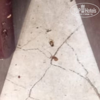 фото из отзыва ID 2646775