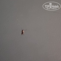 фото из отзыва ID 2646775