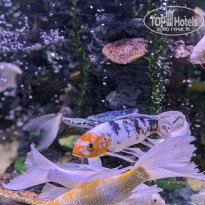 фото из отзыва ID 2646896