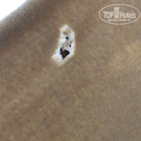 фото из отзыва ID 2647028