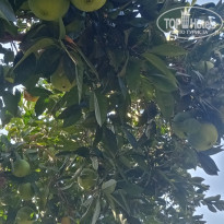 фото из отзыва ID 2646124