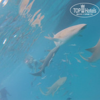 фото из отзыва ID 2647584