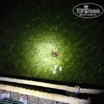 фото из отзыва ID 2644828