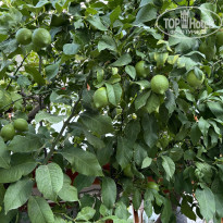 фото из отзыва ID 2648543