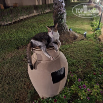 фото из отзыва ID 2648545