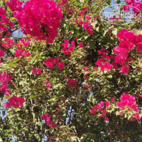 фото из отзыва ID 2649218