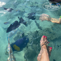 фото из отзыва ID 2649382