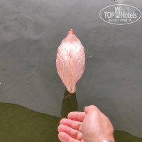 фото из отзыва ID 2649578