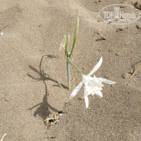 фото из отзыва ID 2649645