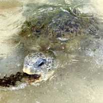 фото из отзыва ID 2649753