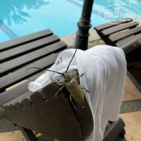 фото из отзыва ID 2649782