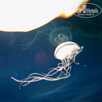 фото из отзыва ID 2644787