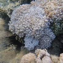 фото из отзыва ID 2644787