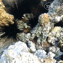 фото из отзыва ID 2644787