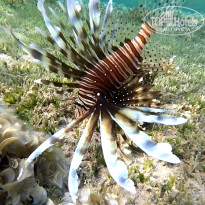 фото из отзыва ID 2644787