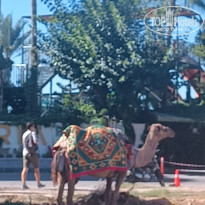 фото из отзыва ID 2643078