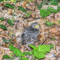 фото из отзыва ID 2648185