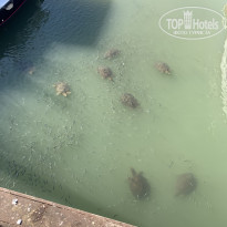 фото из отзыва ID 2650283