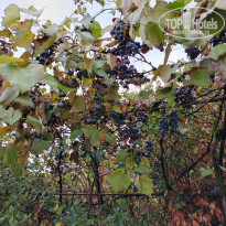 фото из отзыва ID 2650370