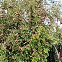 фото из отзыва ID 2650370