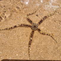 фото из отзыва ID 2650464