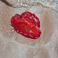 фото из отзыва ID 2650464