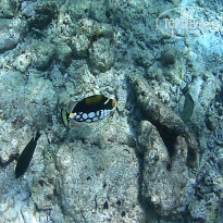 фото из отзыва ID 2650550