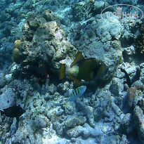 фото из отзыва ID 2650550