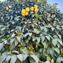 фото из отзыва ID 2650772